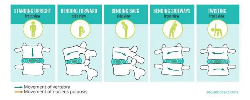 Intervertebral disc
